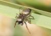 Heliophanus cupreus